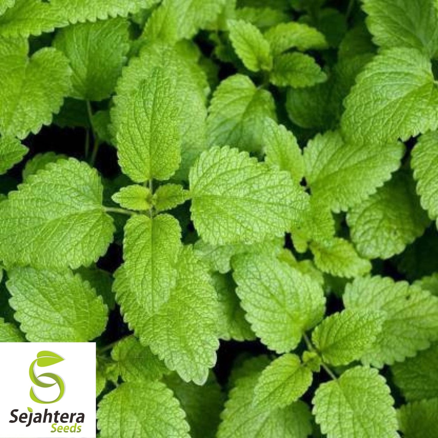 150 Lemon Balm Herb Seeds - Non-GMO, Aromatic & Versatile Medicinal Herb