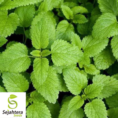 150 Lemon Balm Herb Seeds - Non-GMO, Aromatic & Versatile Medicinal Herb