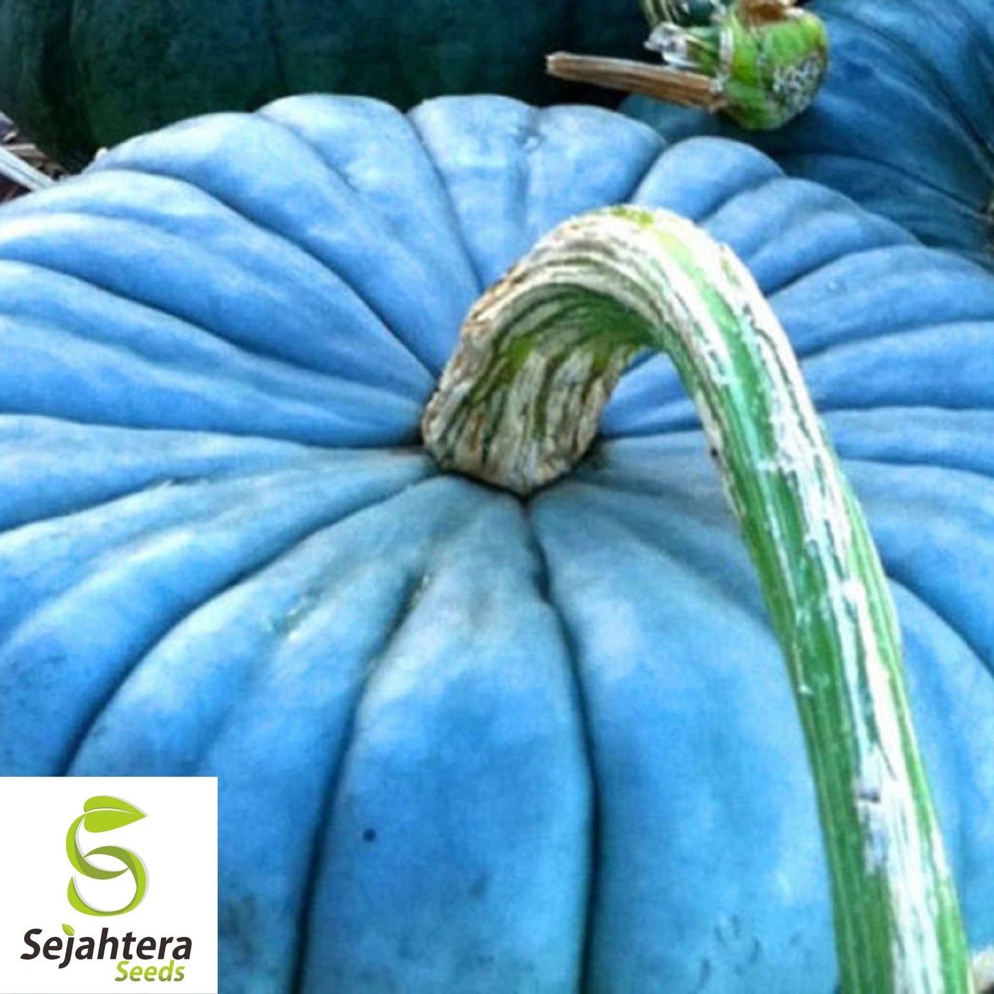 10 Jarrahdale Blue Pumpkin Seeds - Cucurbita Maxima, Heirloom, Non-GMO