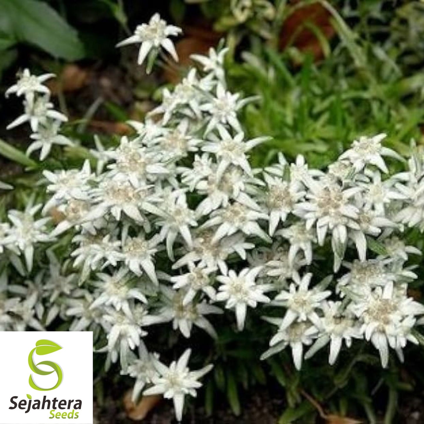 200+ Edelweiss Herb Seeds {Leontopodium Alpinum} | Alpine Perennial