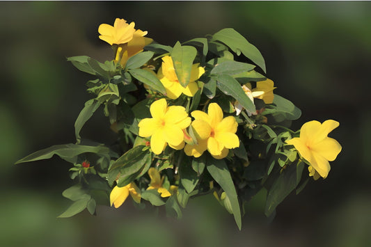 Primrose Jasmine Cuttings 7" - Chinese Jasmine, Jasminum primulinum & Jasminum mesnyi - 6 Healthy Plant Cuttings for Rooting