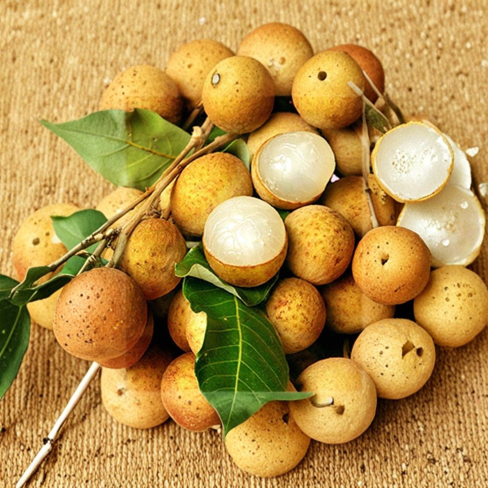 Longan Tree – Dimocarpus longan Live Air-Layered Tree | 3–4 Feet Tall | Shipped in 7 Gallon Pot  Large Sweet Fruit | Bigger Trunk | Early Season Heavy Producer