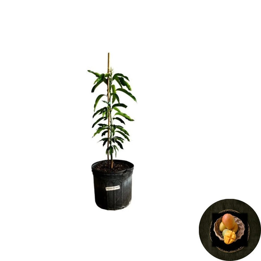Glenn Mango Tree – Mangifera indica Grafted Live Tree | 2–4 Ft Tall | Includes 3-Gal Nursery Pot  Early Season Variety | Sweet Peach Flavor | Backyard & Patio Friendly