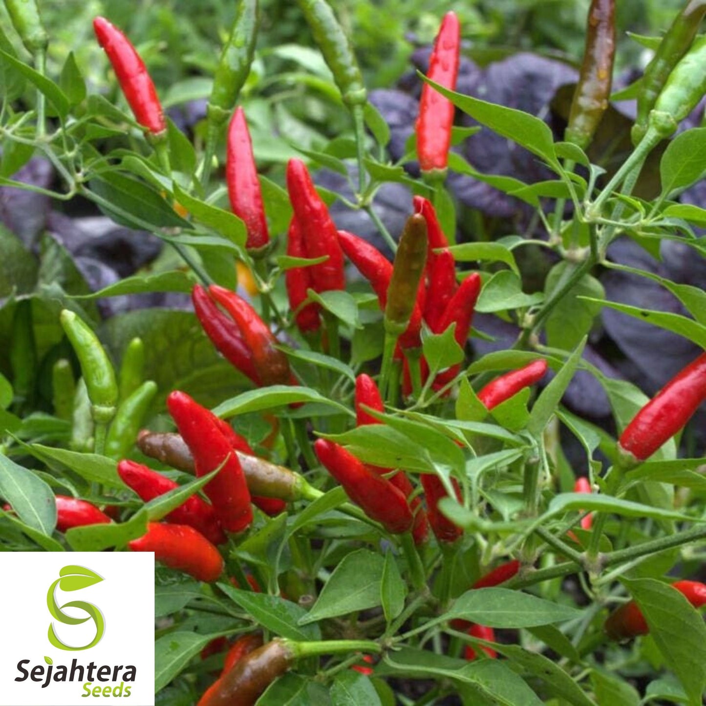 20 Birdseye Pepper Seeds - Non-GMO, Small & Extra Spicy Variety