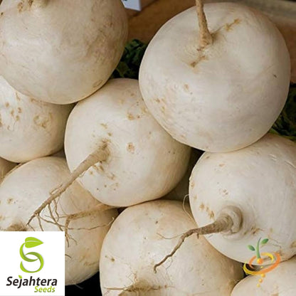 Radish Seeds Hailstone White 200 Ct | Vegetable Garden NON-GMO USA