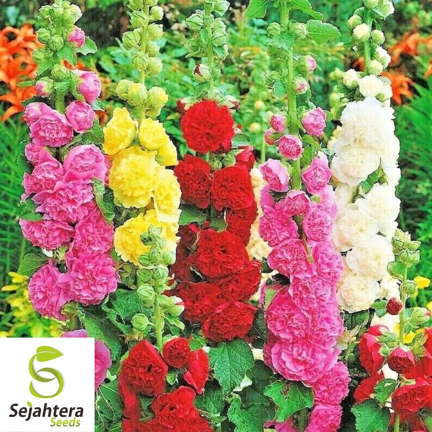 Hollyhock Mix Seeds - 30+ Heirloom, Huge Blooms, Pollinator-Friendly & Rare
