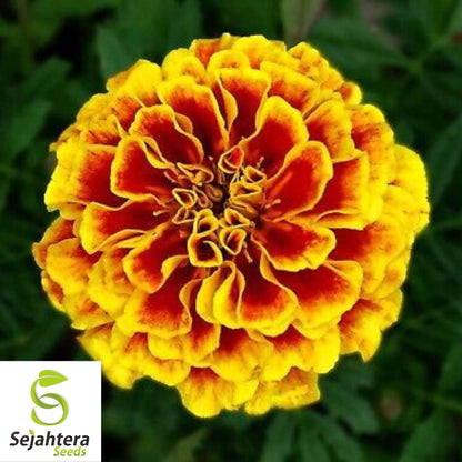 French Marigold 'Naughty Marietta' Seeds - 300+ Heirloom Dwarf Variety - Non-GMO