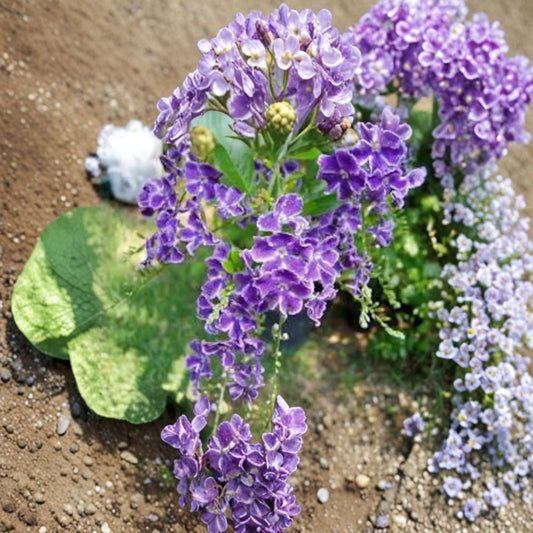 Duranta ‘Sweet Memories’ – Duranta erecta Live Flowering Plant | 3–5 Inches Tall | Ships in 1 Gallon Pot  Vibrant Purple Blooms | Pollinator Friendly | Tropical Garden Favorite
