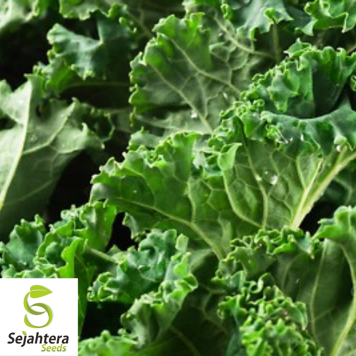 Dwarf Siberian Kale Seeds 500+ | Vegetable Garden NON-GMO USA