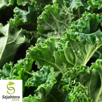 Dwarf Siberian Kale Seeds 500+ | Vegetable Garden NON-GMO USA