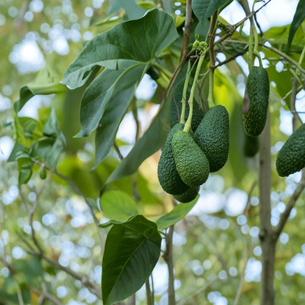 Avocado Tree – Persea americana Live Seedling | 10 Inches Tall | Shipped With Pot  Compact Starter Plant | Easy to Grow | Great for Containers