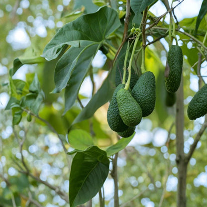 Avocado Tree – Persea americana Live Seedling | 10 Inches Tall | Shipped With Pot  Compact Starter Plant | Easy to Grow | Great for Containers