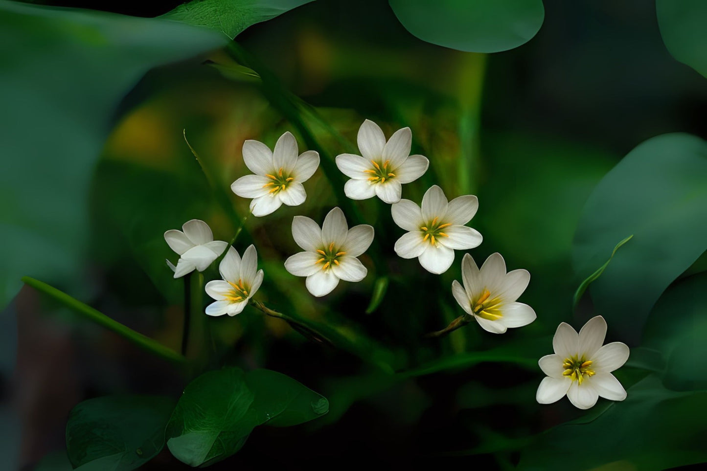 Rainlily White Plant - Zephyr Lily 3" or 6" Pot - Zephyranthes, Fairy Lily, Rain Flower, Amaryllidaceae Family