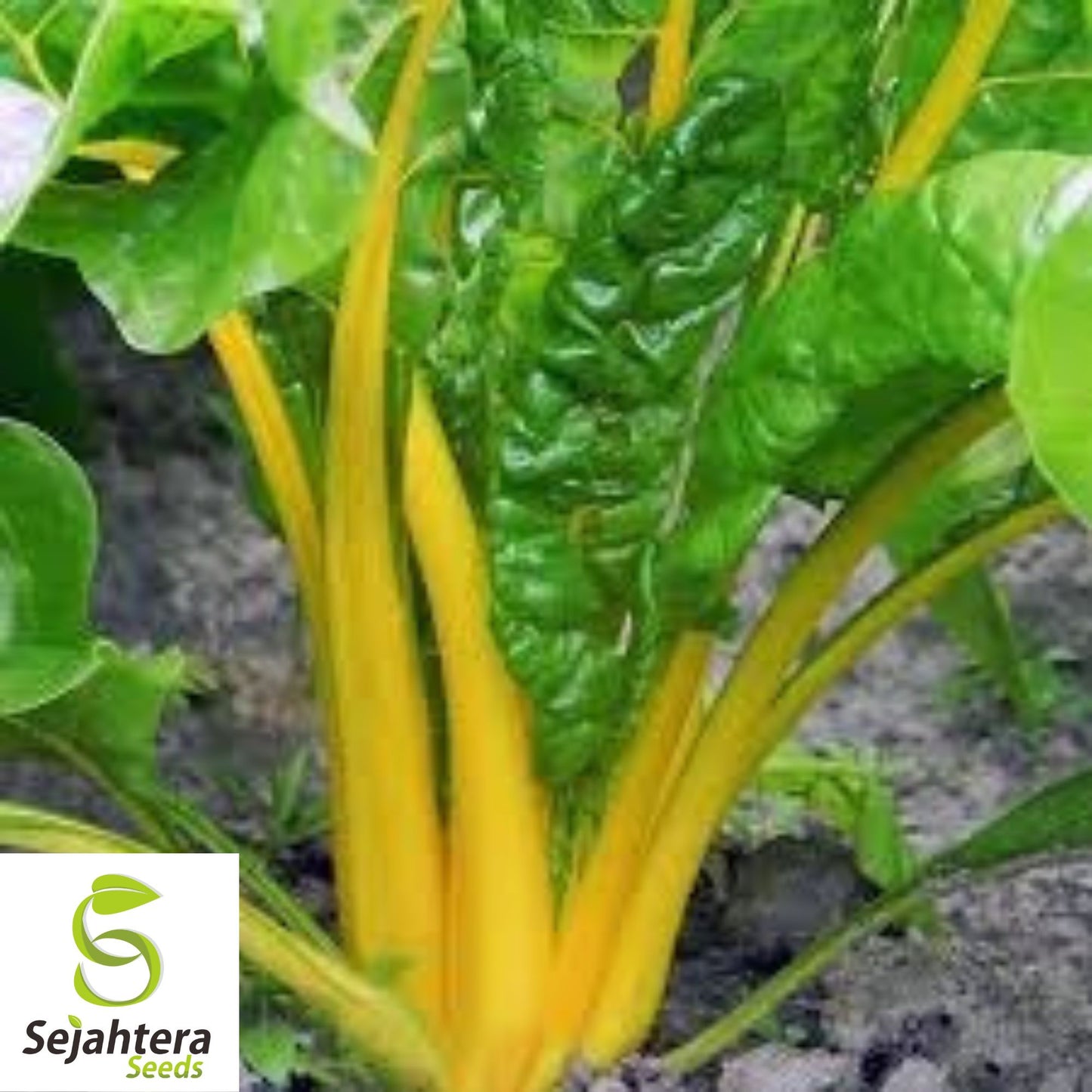 Canary Yellow Swiss Chard Seeds 100 Ct | NON-GMO Vegetable Garden USA