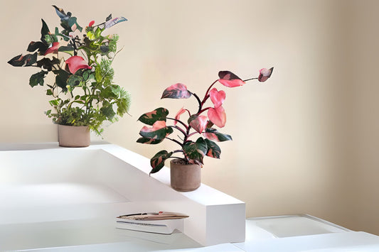 Philodendron Pink Princess 6" Variegated Plant - Philodendron erubescens - Tropical Black & Pink Leaves for Home Decor