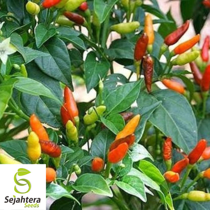 20 Birdseye Pepper Seeds - Non-GMO, Small & Extra Spicy Variety