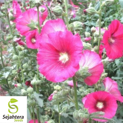 Hollyhock Mix Seeds - 30+ Heirloom, Huge Blooms, Pollinator-Friendly & Rare