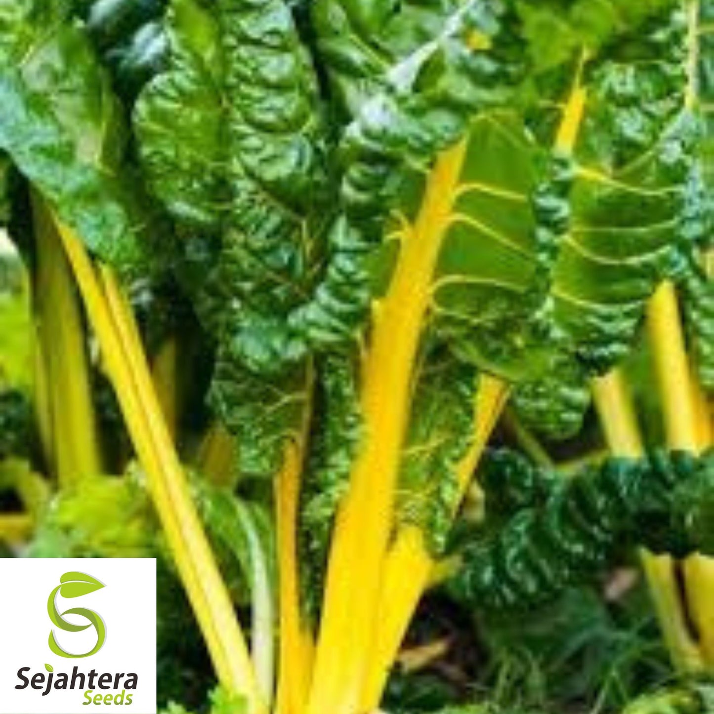 Canary Yellow Swiss Chard Seeds 100 Ct | NON-GMO Vegetable Garden USA