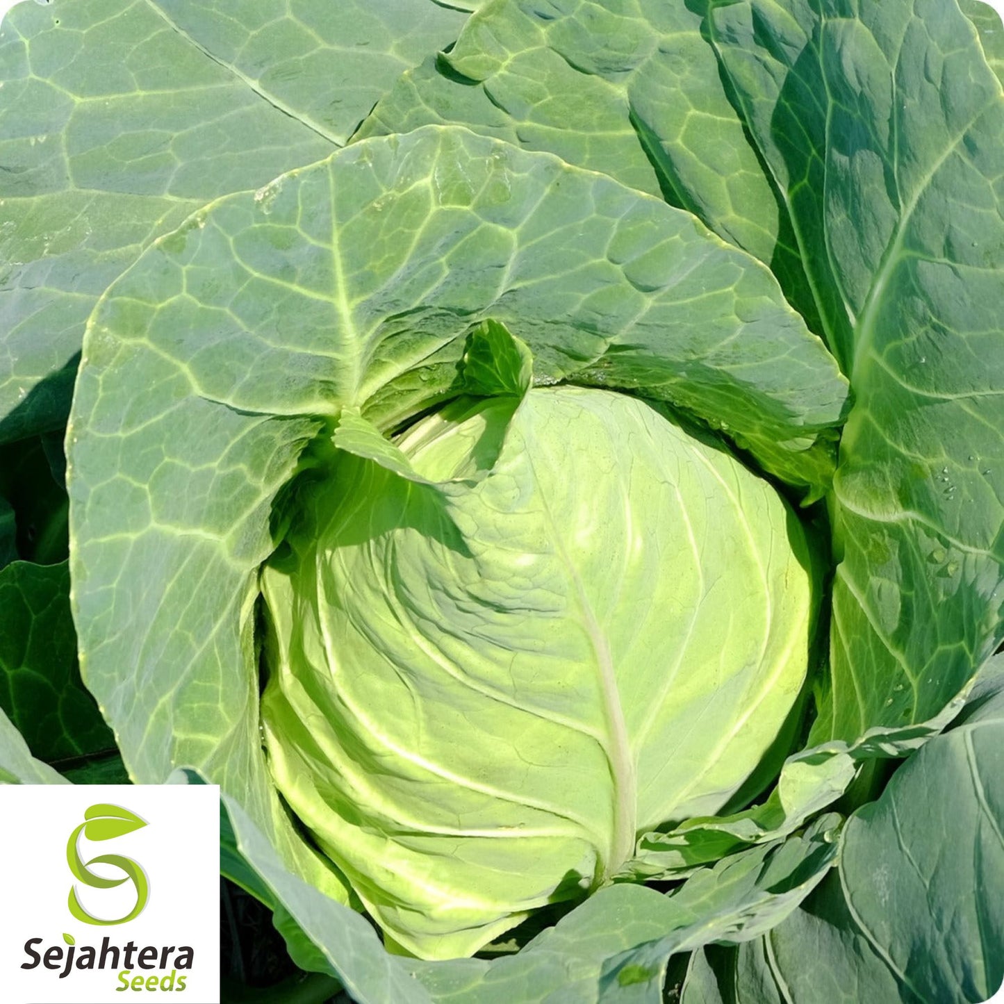 Early Jersey Wakefield Cabbage Seeds - 200+ Heirloom, Non-GMO & Fresh