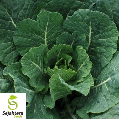 Champion Collard Seeds 300+ | Nutritious Greens & Microgreens NON-GMO USA
