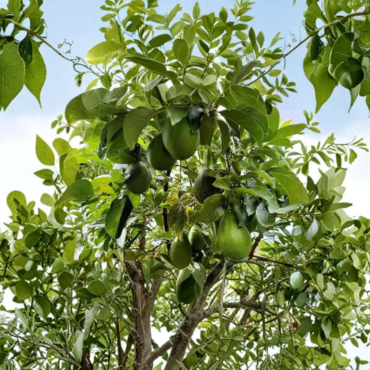 Avozilla Avocado Cutting – Persea americana Unrooted Scion | 6–8 Inch Cutting | For Grafting or Rooting  World’s Largest Avocado Variety | Rare Cultivar | Propagation Material