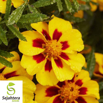 French Marigold 'Naughty Marietta' Seeds - 300+ Heirloom Dwarf Variety - Non-GMO
