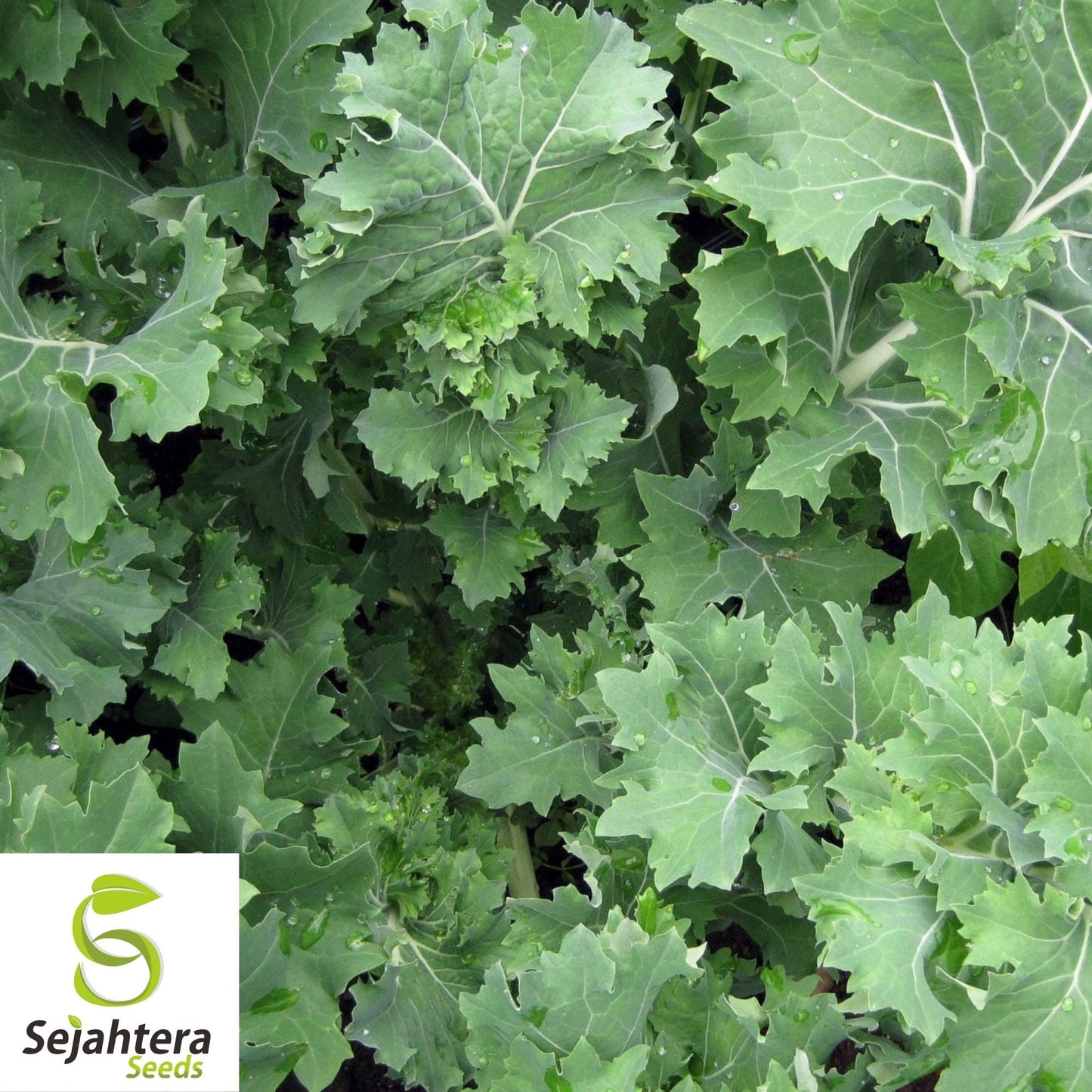 Dwarf Siberian Kale Seeds 500+ | Vegetable Garden NON-GMO USA