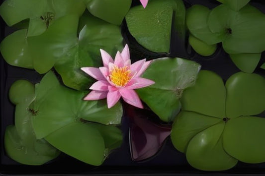 Winter Hardy Lily 3 Pack - Nymphaea 'Pink Sensation' - Rich Pink Flowers & Green Foliage - Aquatic Plant for Ponds