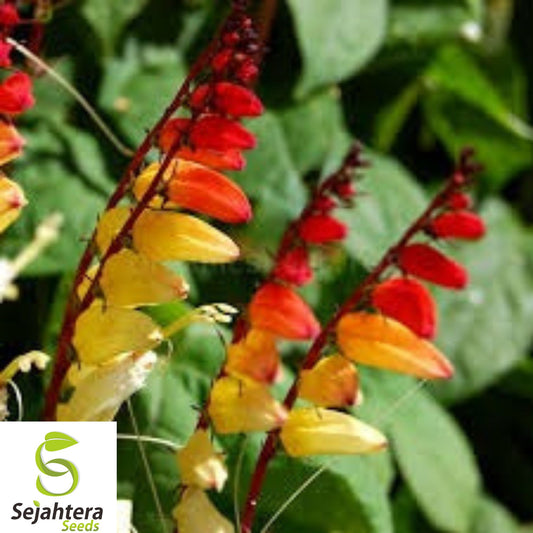 10+ Spanish Flag Vine Seeds - Mina Lobata, Exotic Climber, Fast-Growing Blooms