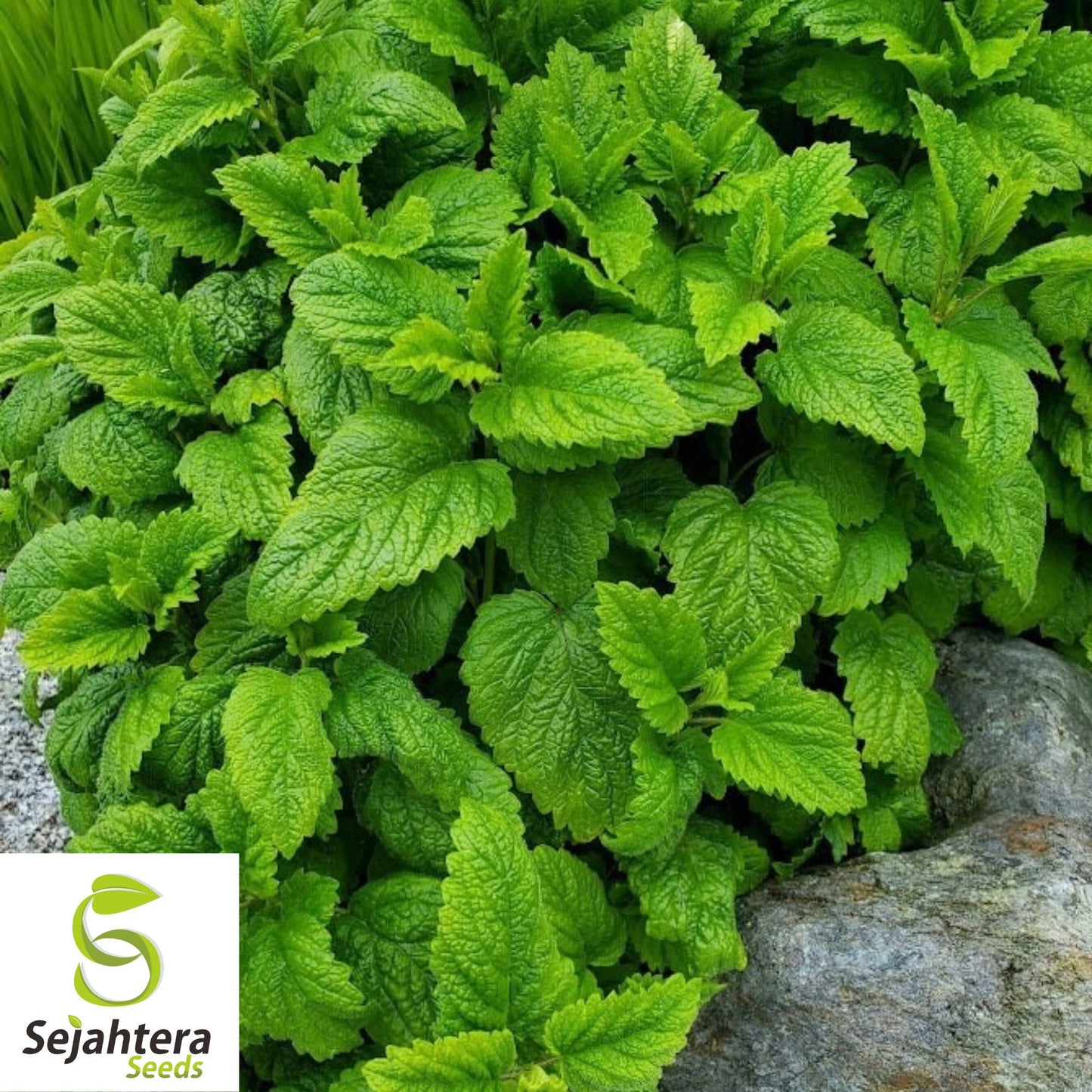 150 Lemon Balm Herb Seeds - Non-GMO, Aromatic & Versatile Medicinal Herb