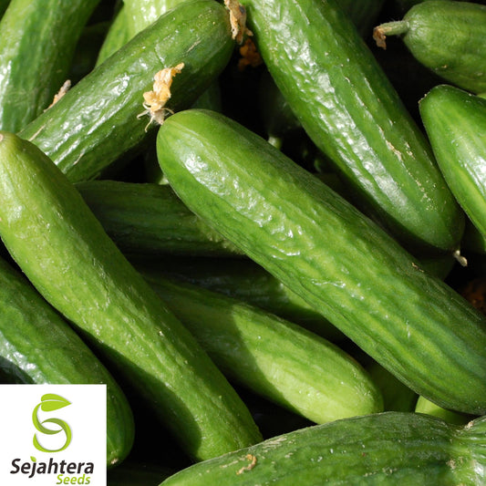 100+ Muncher Cucumber Seeds - Heirloom, Organic, Non-GMO, Crisp & Burpless Variety