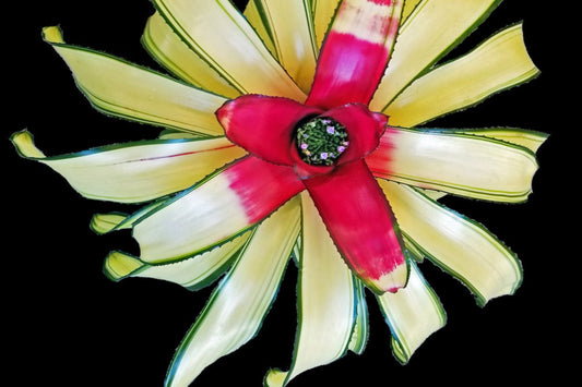 Bromeliad Plant Neoregelia Gaia 6-inch Pot - Tropical Indoor Decor, Easy Care Houseplant, Exotic Foliage, Air Purifying Plant