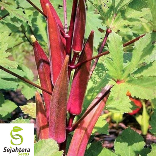 50+ Red Burgundy Okra Seeds - Heirloom, Non-GMO, High-Yield & Fresh