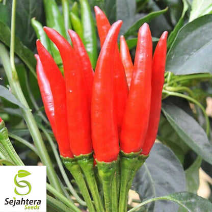 20 Birdseye Pepper Seeds - Non-GMO, Small & Extra Spicy Variety