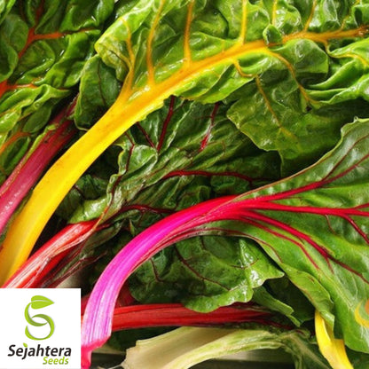 Canary Yellow Swiss Chard Seeds 100 Ct | NON-GMO Vegetable Garden USA
