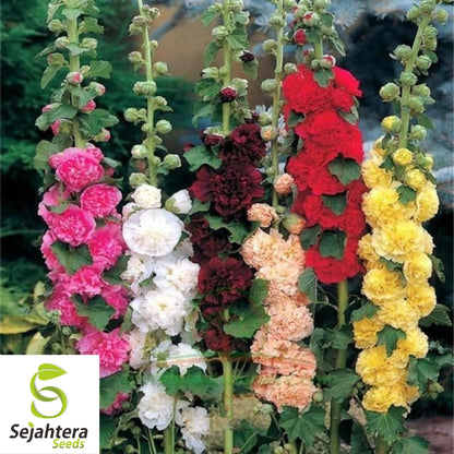 Hollyhock Mix Seeds - 30+ Heirloom, Huge Blooms, Pollinator-Friendly & Rare