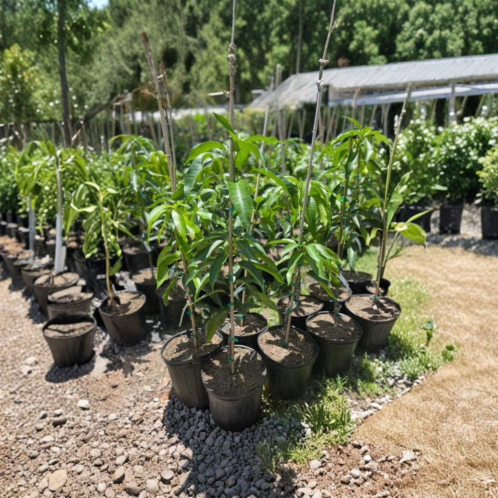 Tebow Mango Tree – Mangifera indica Grafted Live Tree | 3 Ft Tall | Includes 3-Gal Nursery Pot  Mid–Late Season Variety | Sweet & Low Fiber | Fast Growing