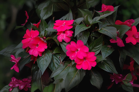 Fuchsia Pink Impatiens Flower Plant 4 in Pot - Vibrant Annual for Shady Areas - Impatiens walleriana