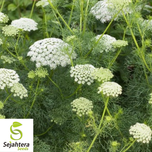 300+ Bishop’s Flower Seeds - Ammi Majus, Elegant White Blooms