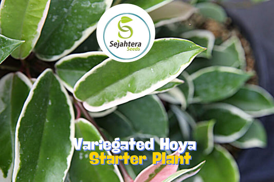 Variegated Hoya Australis "Lisa" – Rare Wax Plant in 3" Nursery Pot