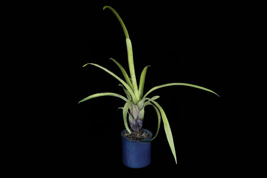 Bromeliad Plant 6" Pot Hohenbergia Novelties Pennae Dark Green Purple Foliage, Unique Inflorescence