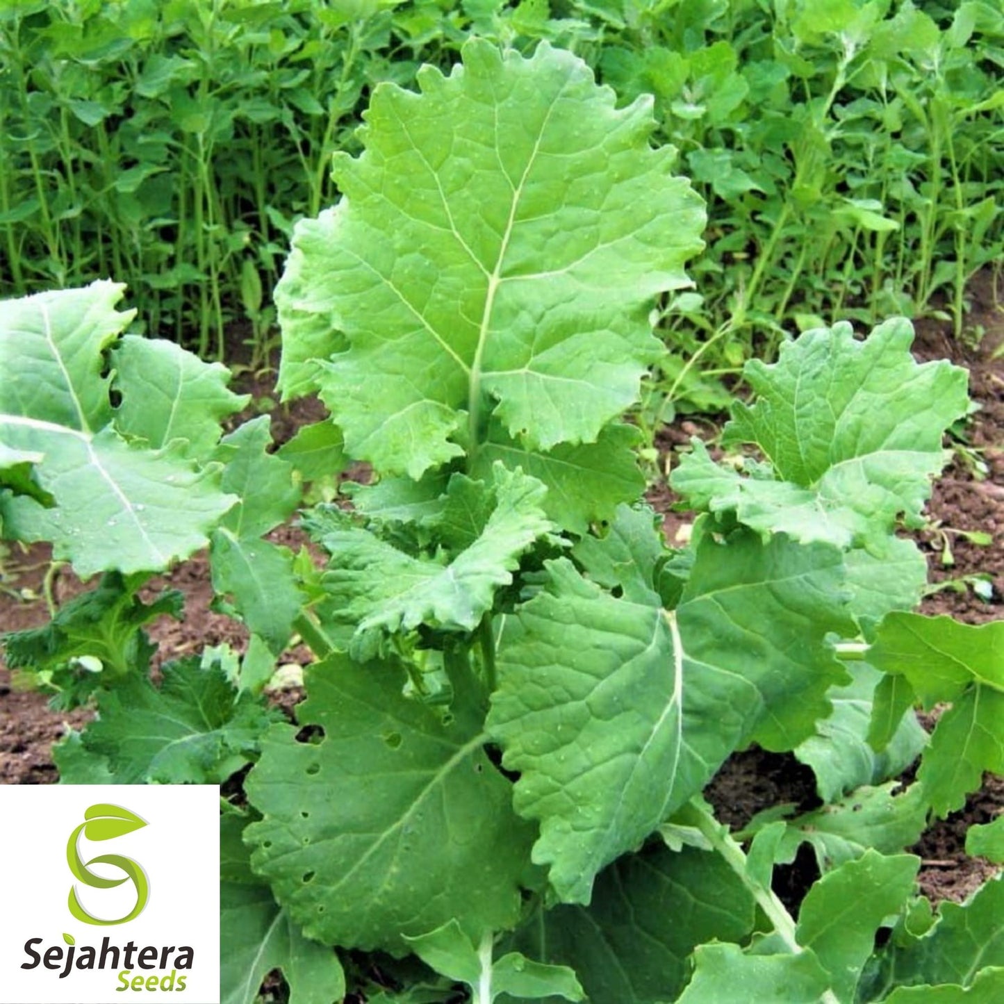 Dwarf Siberian Kale Seeds 500+ | Vegetable Garden NON-GMO USA