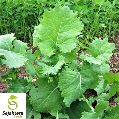 Dwarf Siberian Kale Seeds 500+ | Vegetable Garden NON-GMO USA