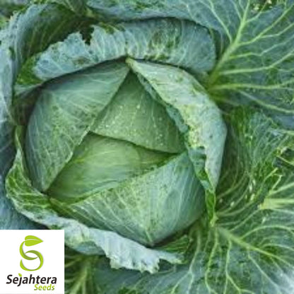 Early Jersey Wakefield Cabbage Seeds - 200+ Heirloom, Non-GMO & Fresh