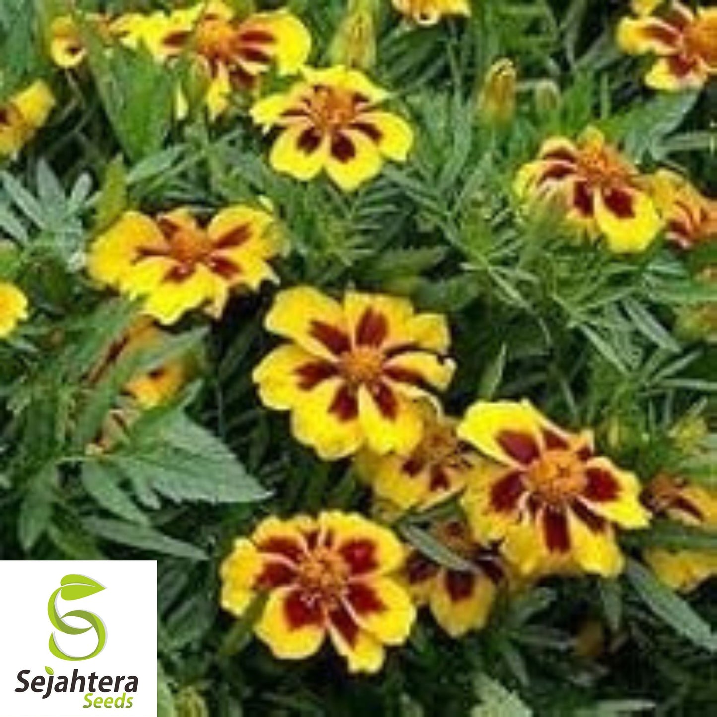 French Marigold 'Naughty Marietta' Seeds - 300+ Heirloom Dwarf Variety - Non-GMO