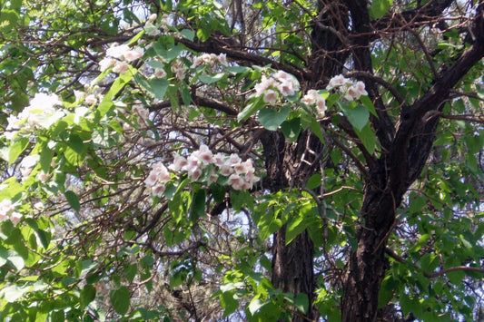 Dragon Tree Fortunes Empress Phoenix Sapphire (Paulownia fortunei)