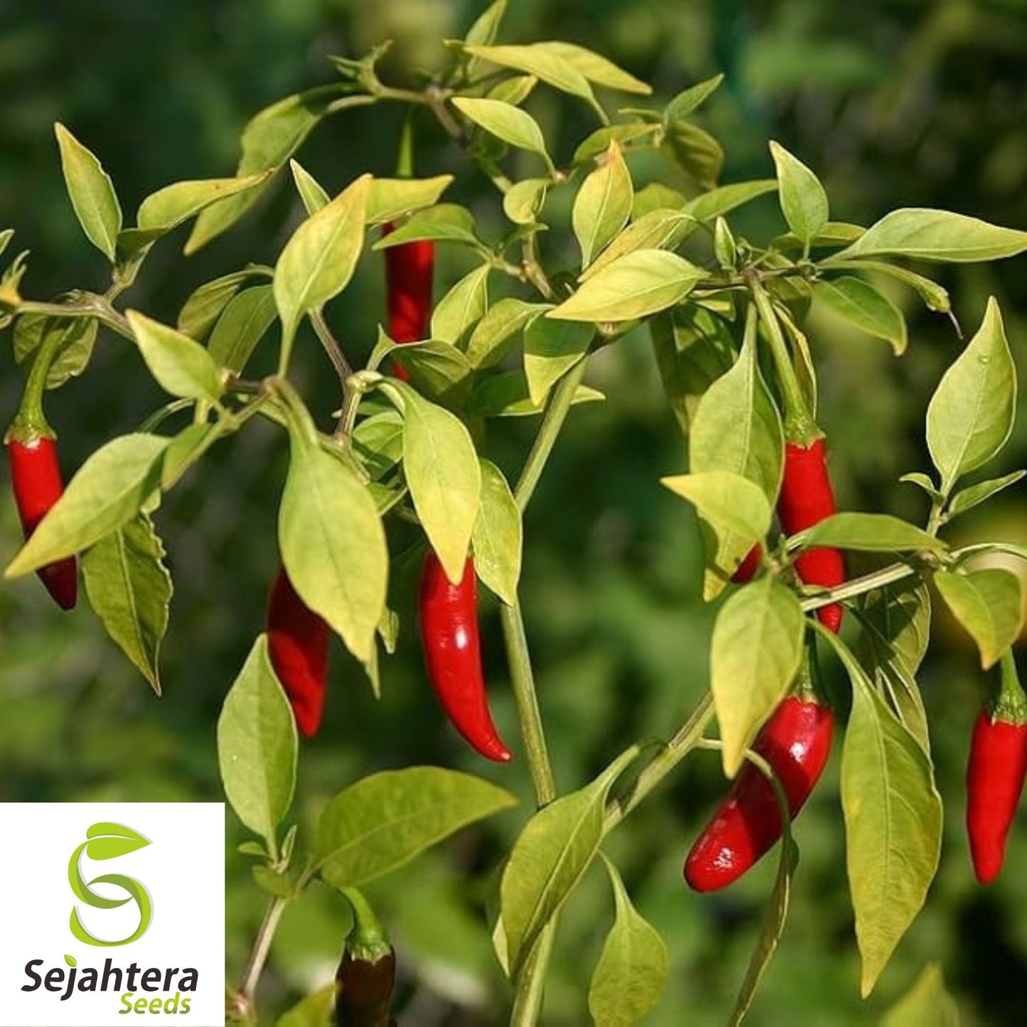 20 Birdseye Pepper Seeds - Non-GMO, Small & Extra Spicy Variety