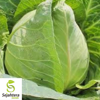 Early Jersey Wakefield Cabbage Seeds - 200+ Heirloom, Non-GMO & Fresh