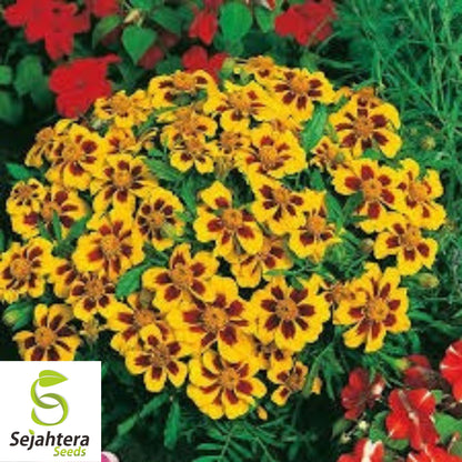 French Marigold 'Naughty Marietta' Seeds - 300+ Heirloom Dwarf Variety - Non-GMO
