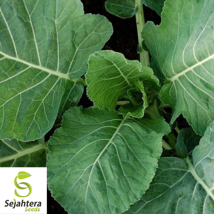 Champion Collard Seeds 300+ | Nutritious Greens & Microgreens NON-GMO USA